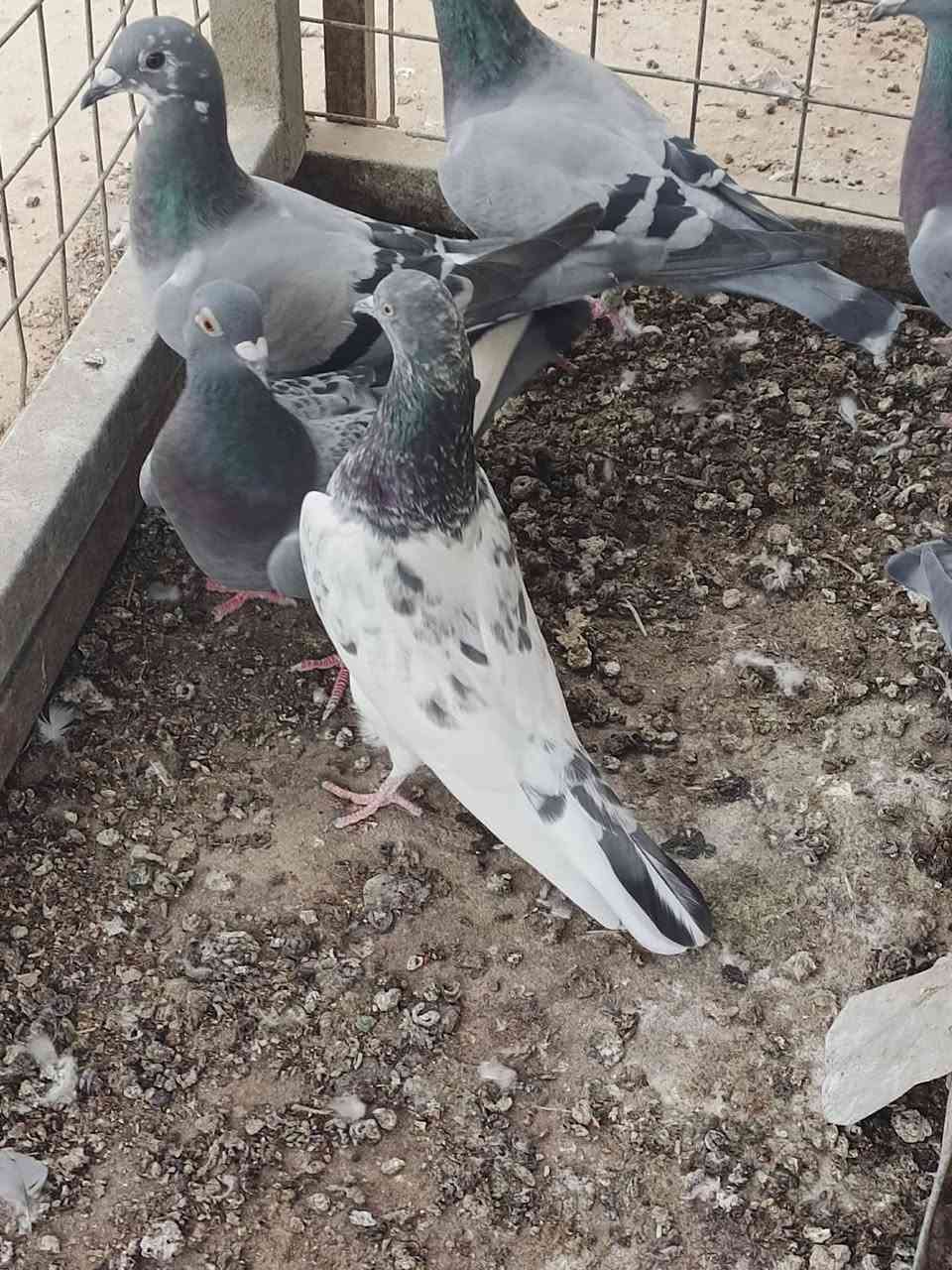 تك طيره • كراس العيون • شرط المطيار