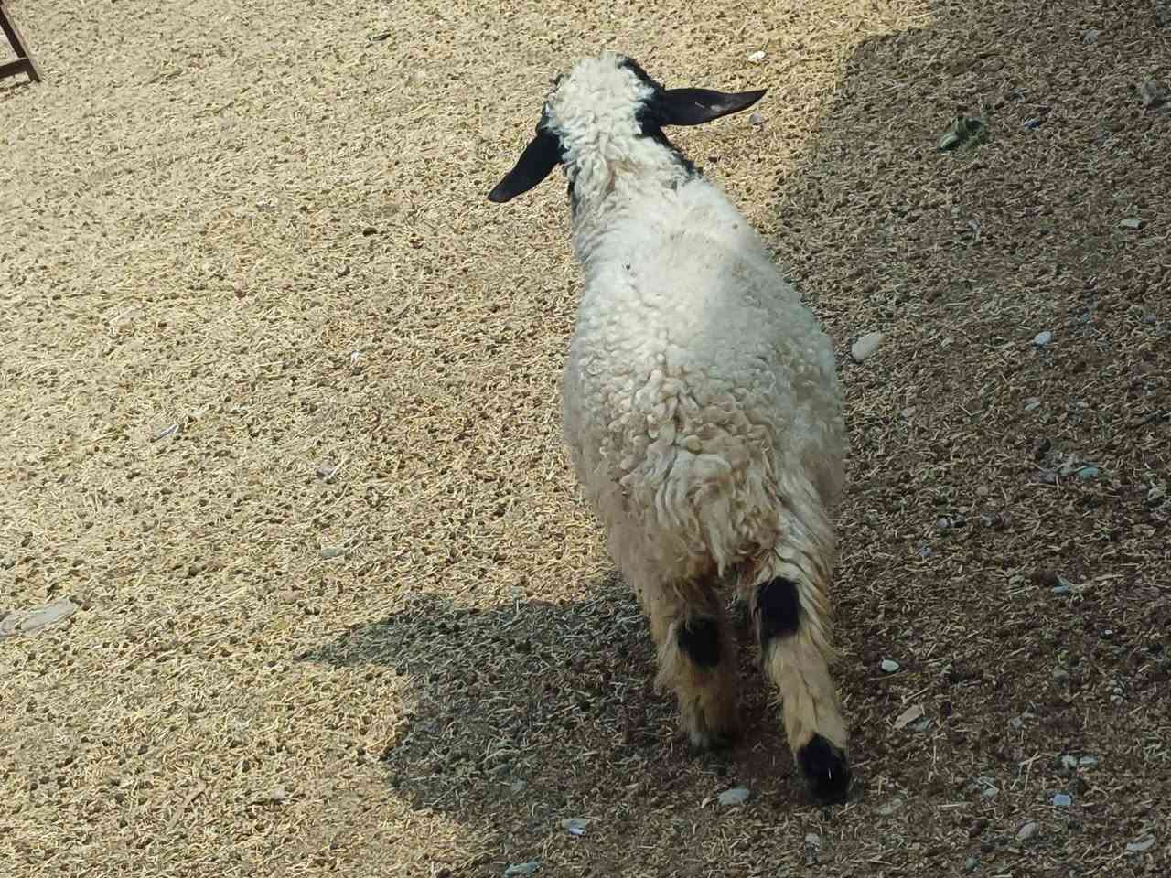 فطيمة • السنة • بيجي الحي العصري