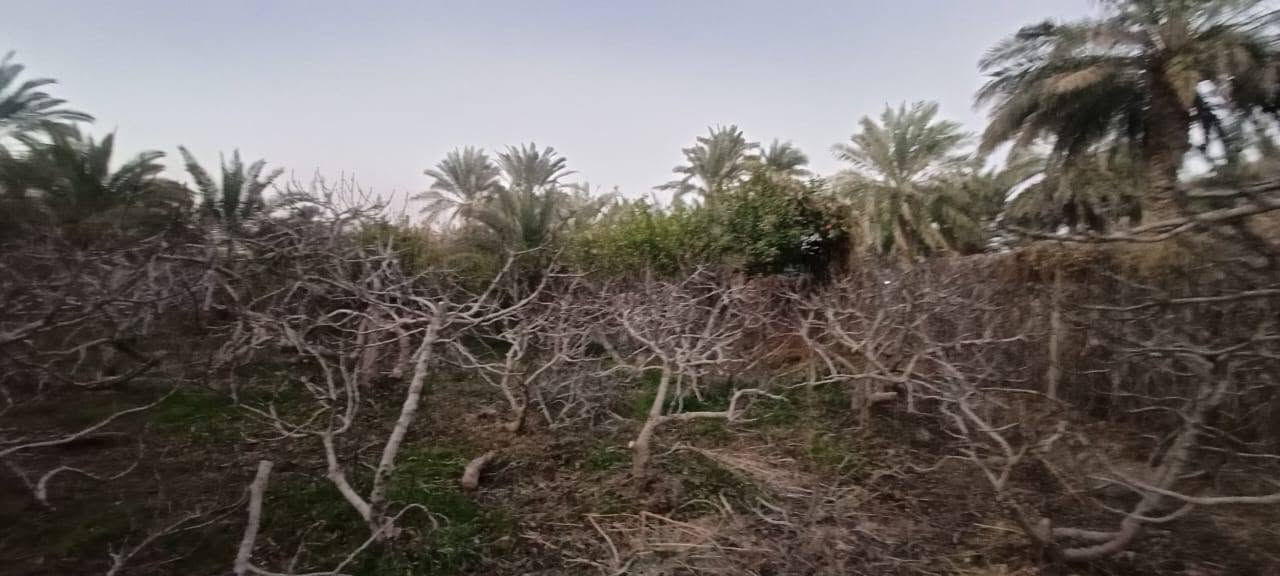سلام عليكم من رخصت ابو الكروب مزرعة اللبيع طابو بستنة سند مستقل بسم شخص واحد مساحة دونمين تحتوي على نخل برحي وتين وحمضيات خدمات كاملة كهرباء وماء اسألة وماء سقي العنوان طريق السنية جهة زوار على شارع العام مباشر الاتصال على الرقم ***********
