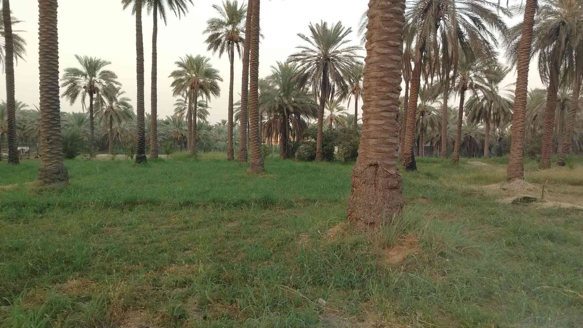 جوميسه غربيه • دونم وربع • نخل وحمضيات