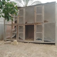 ٦ خانات • طيور