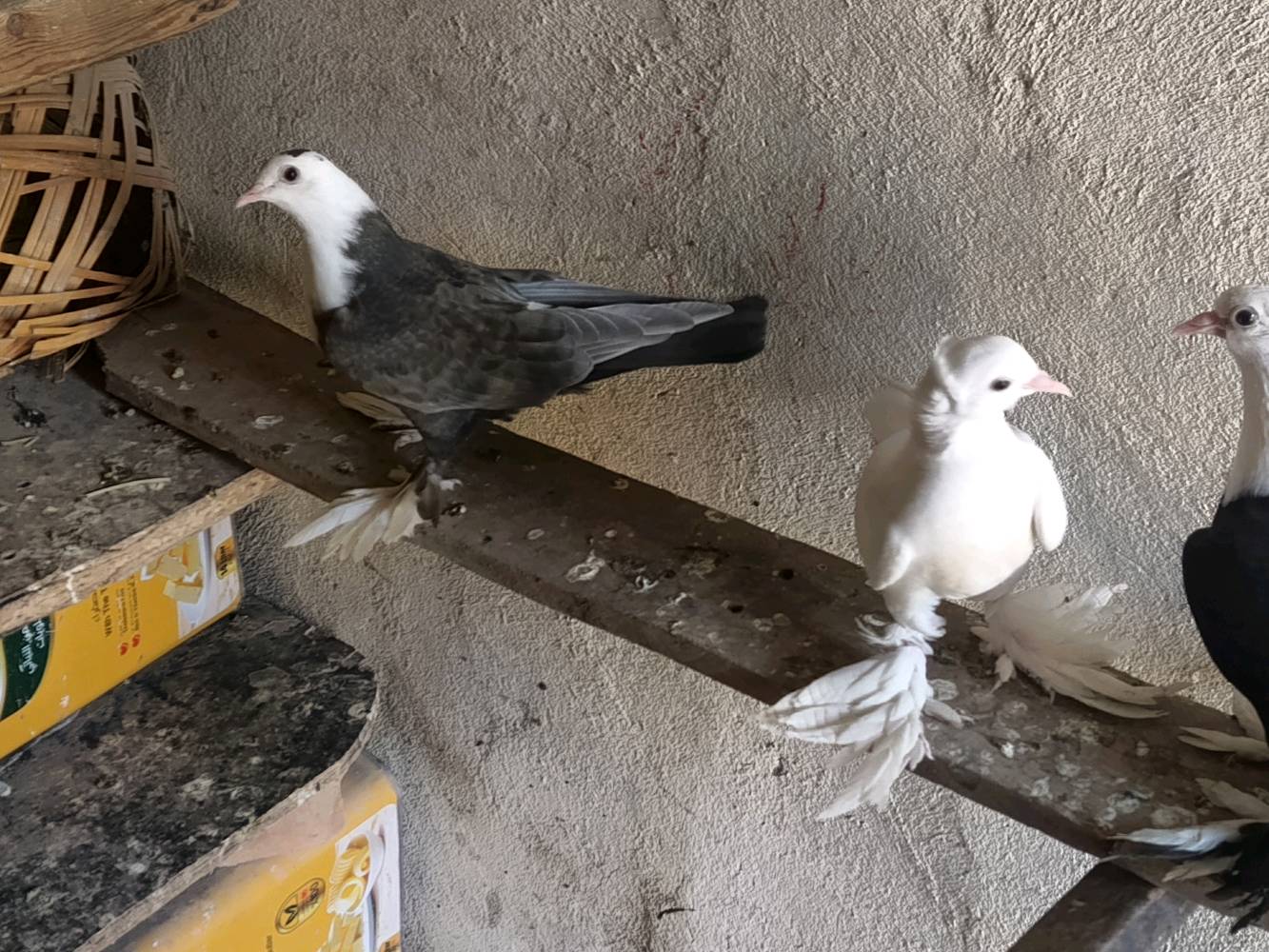 زوج • ١٥ • بغداد نهروان