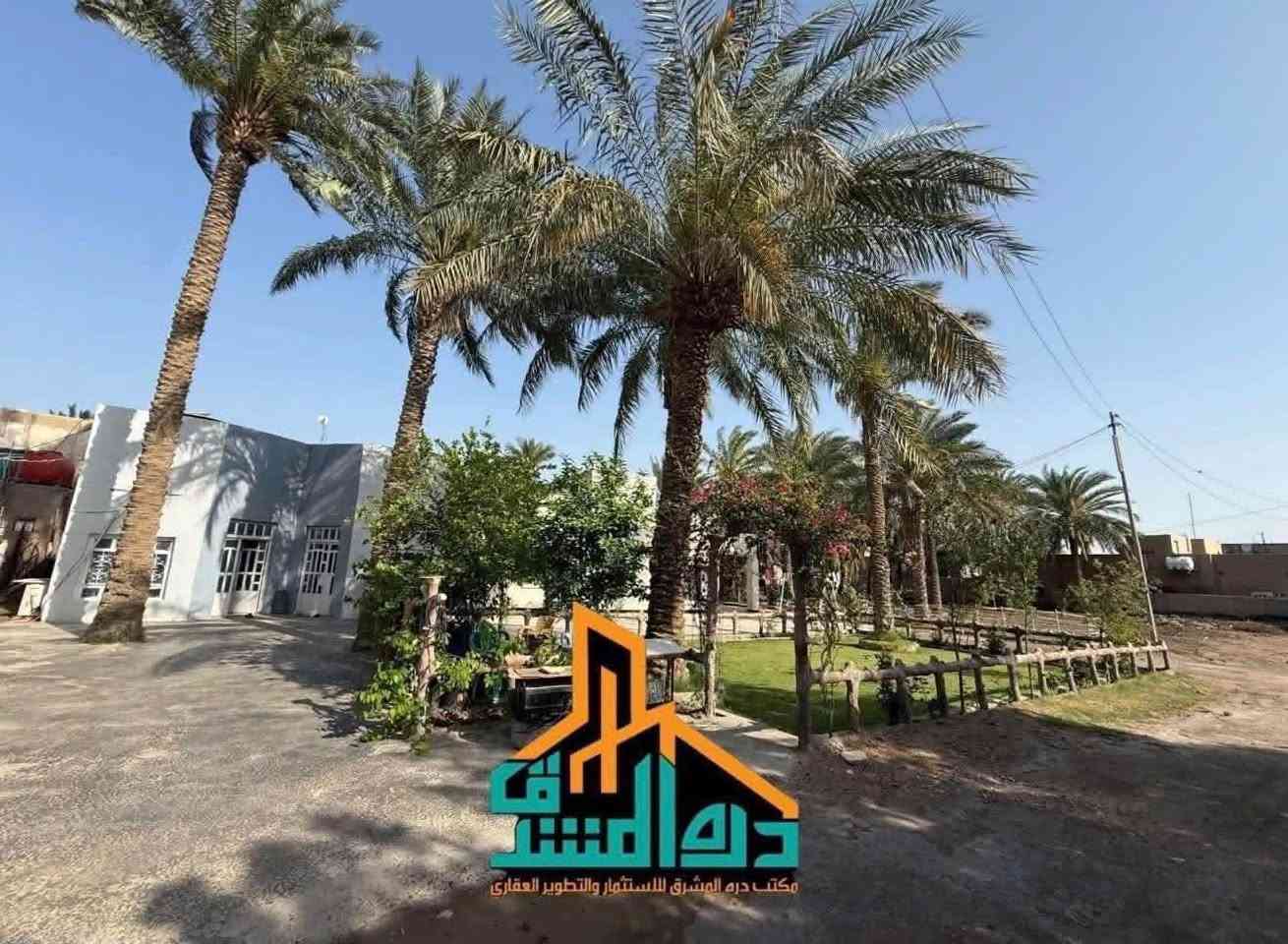 ام طباشي • زراعي سند ٢٥ • ٢٣٥٠م