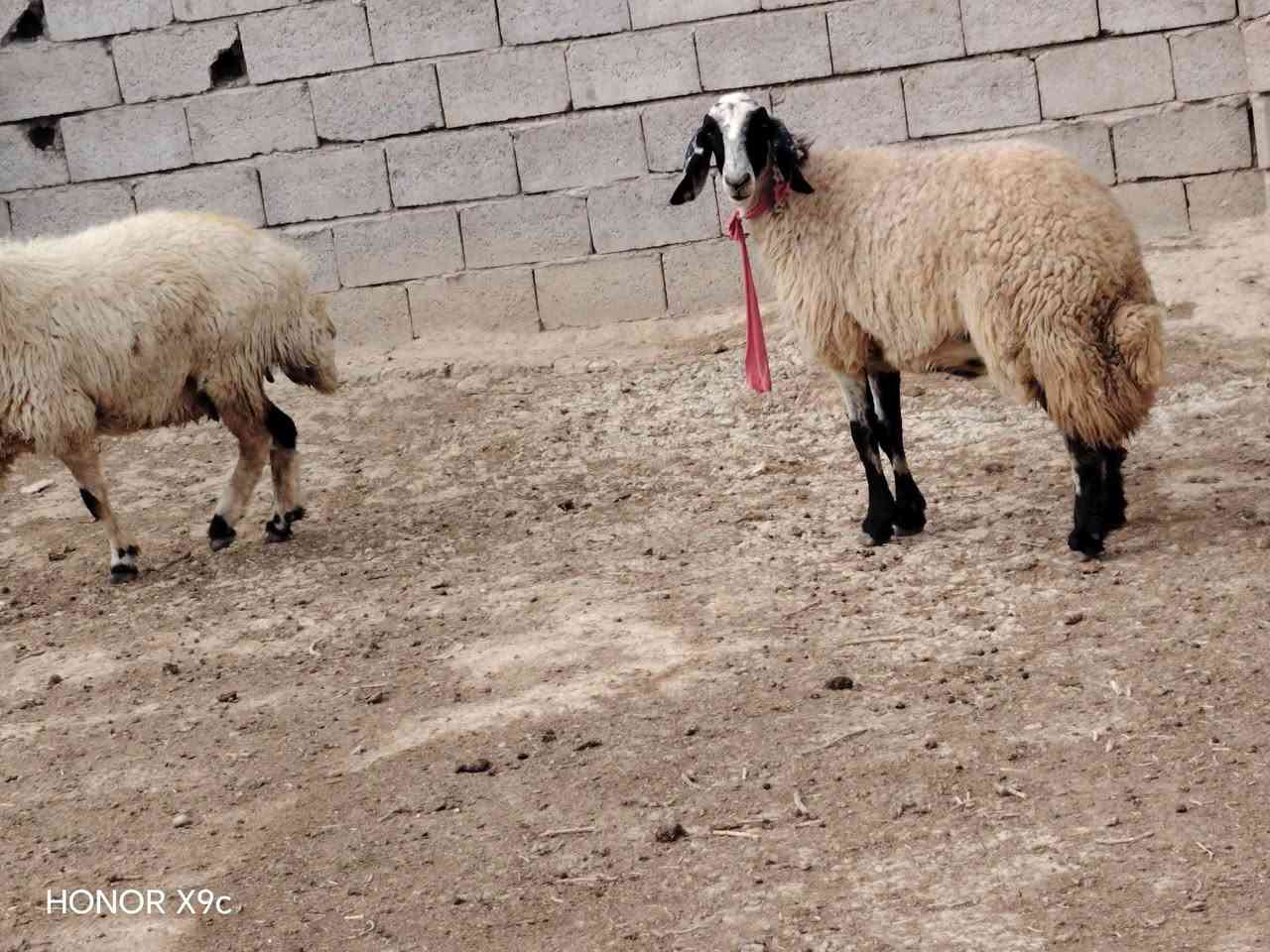 هونر X9c • موبايل • للبيع