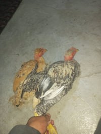 جوز ديج وفروج • أصلي • نظيف جناي