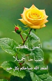الضباط • سند ٢٥ • قرار محكمة