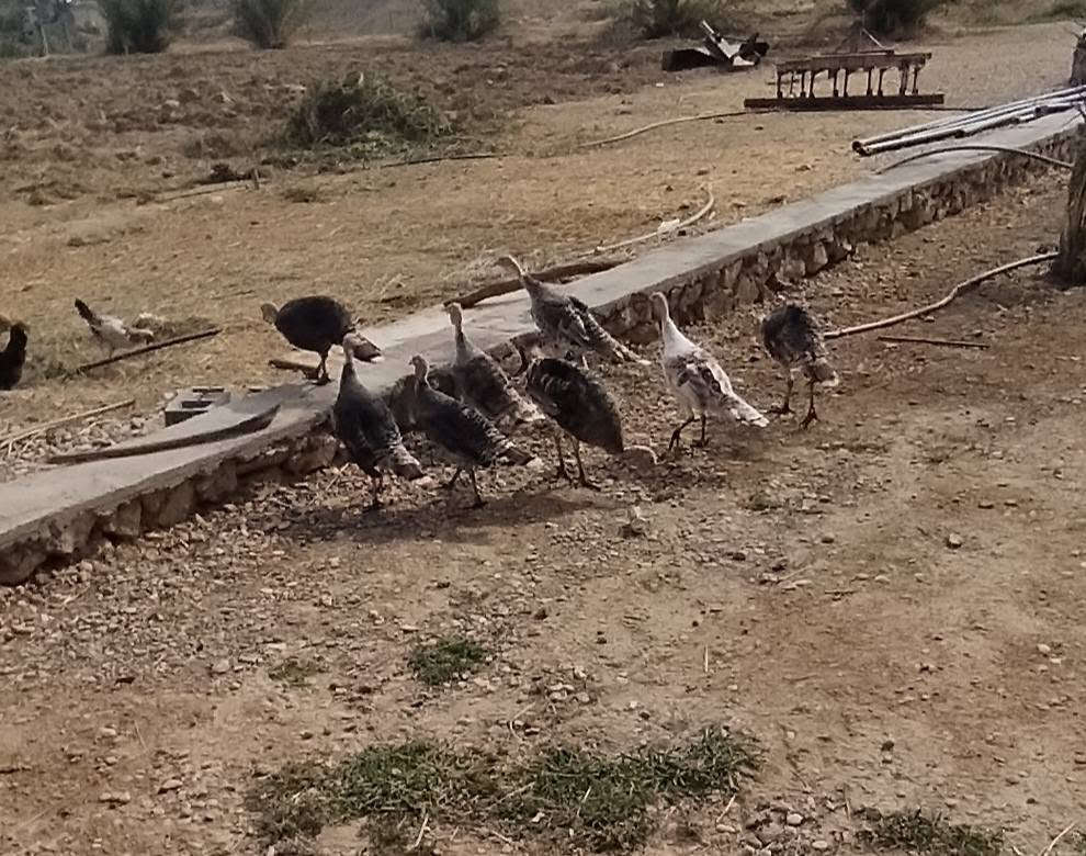 عمر سنة • هرفي • مثل بالصورة