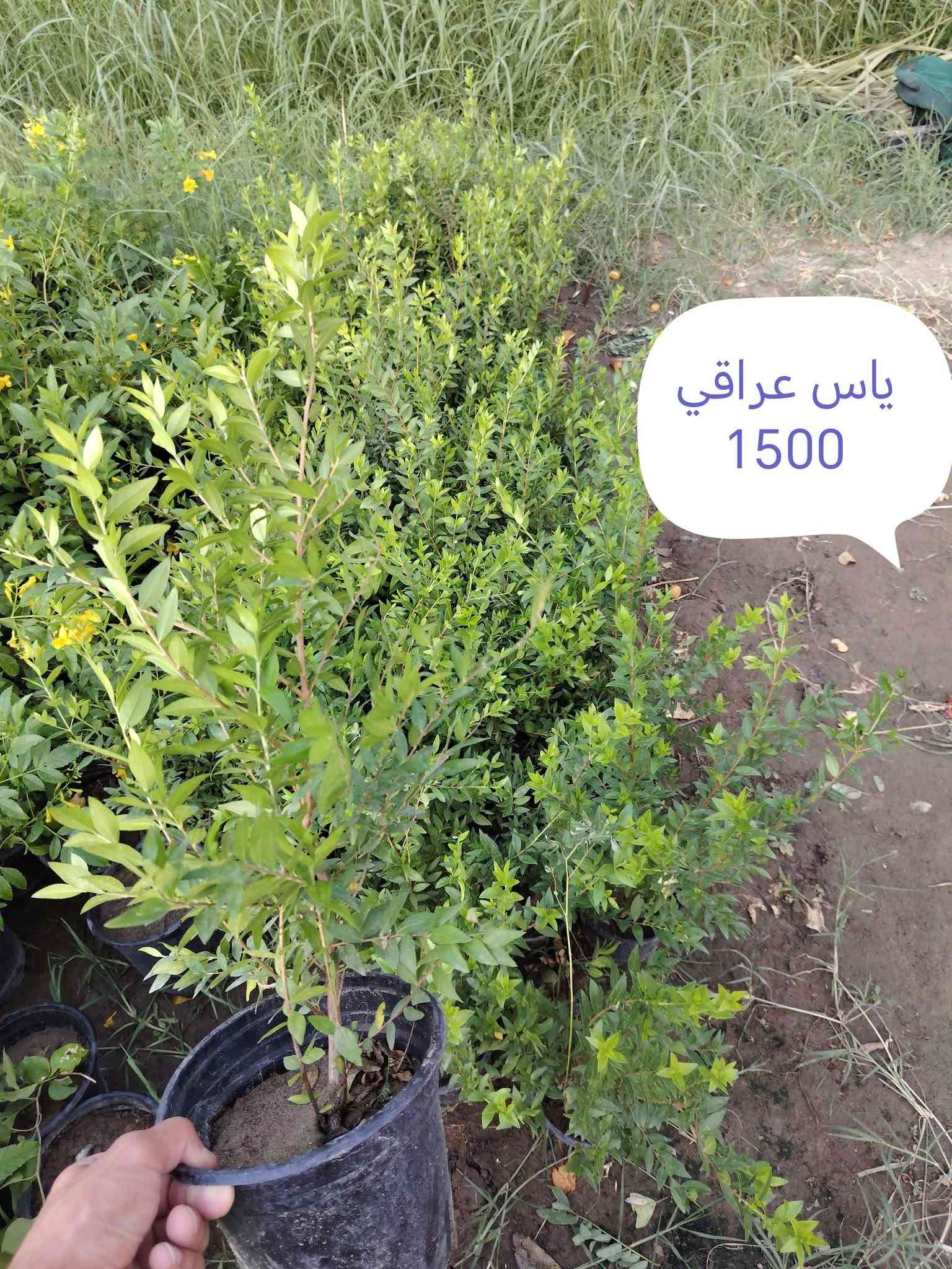بخور • توصيل • زيتون اسباني