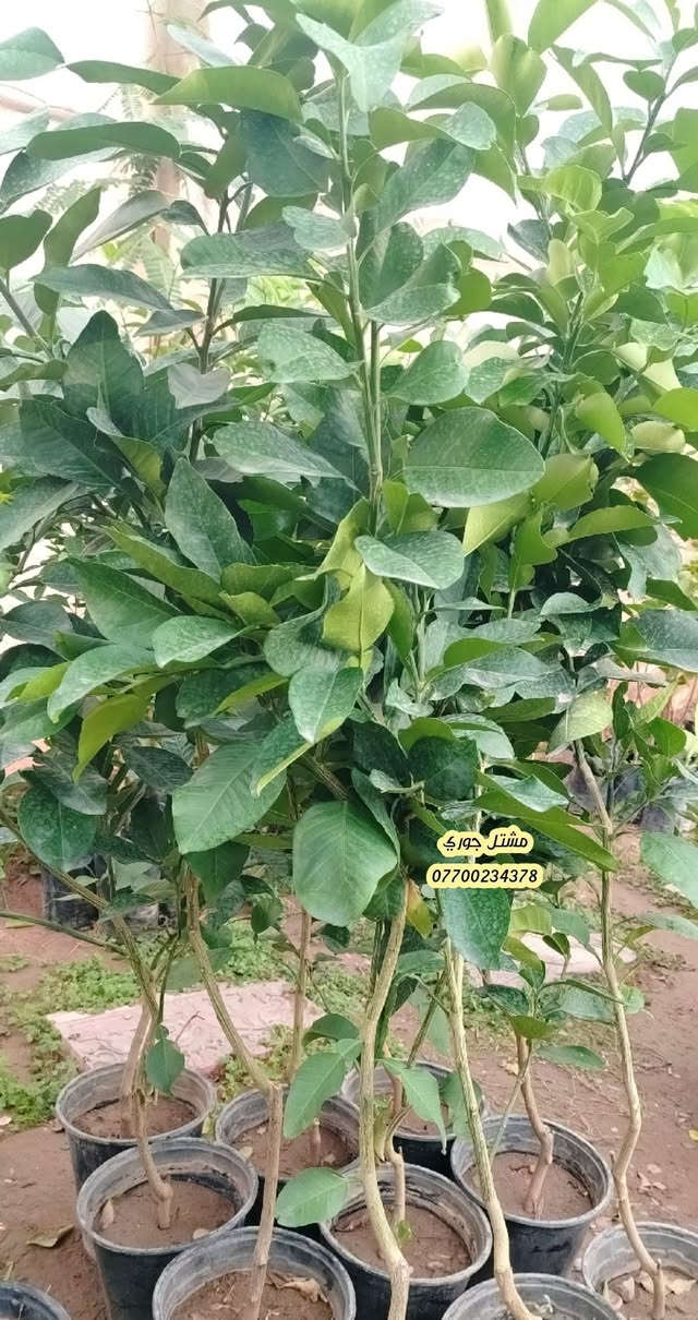 مشتل جوري • برتقال • ليمون