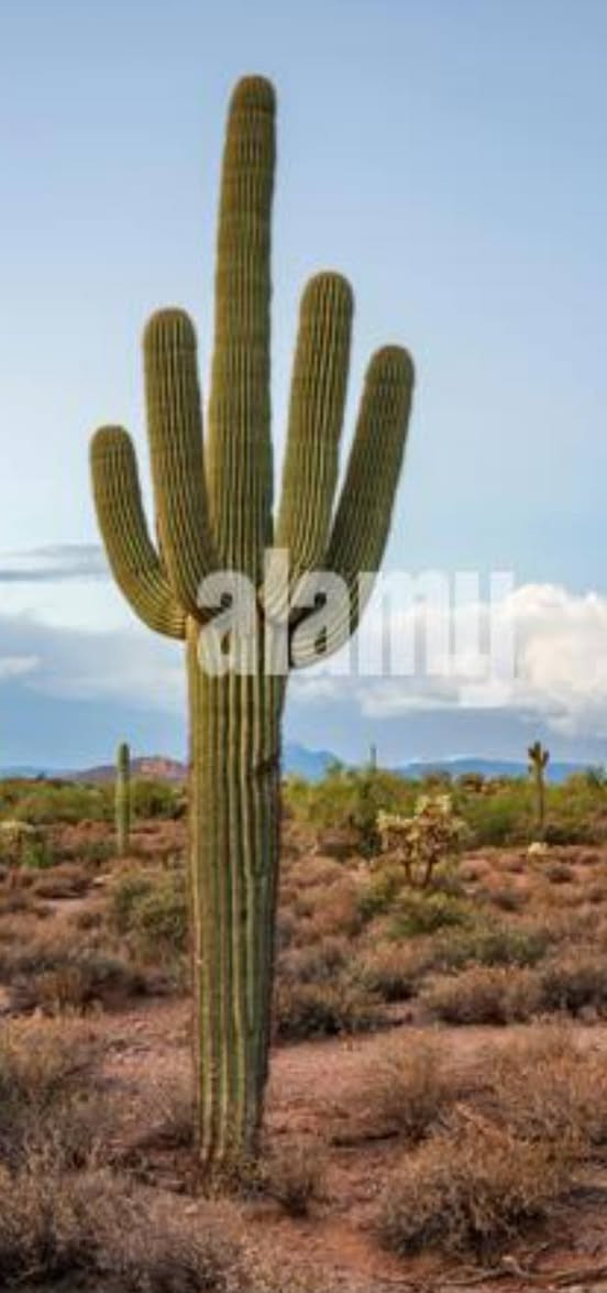 صباره 🌵 نوع امريكي للبيع

نص مكتوب في الصور:
- alamy