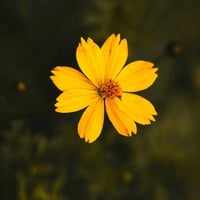 ست فرح • الابتدائي والمتوسط • ضمان الاعفاء
