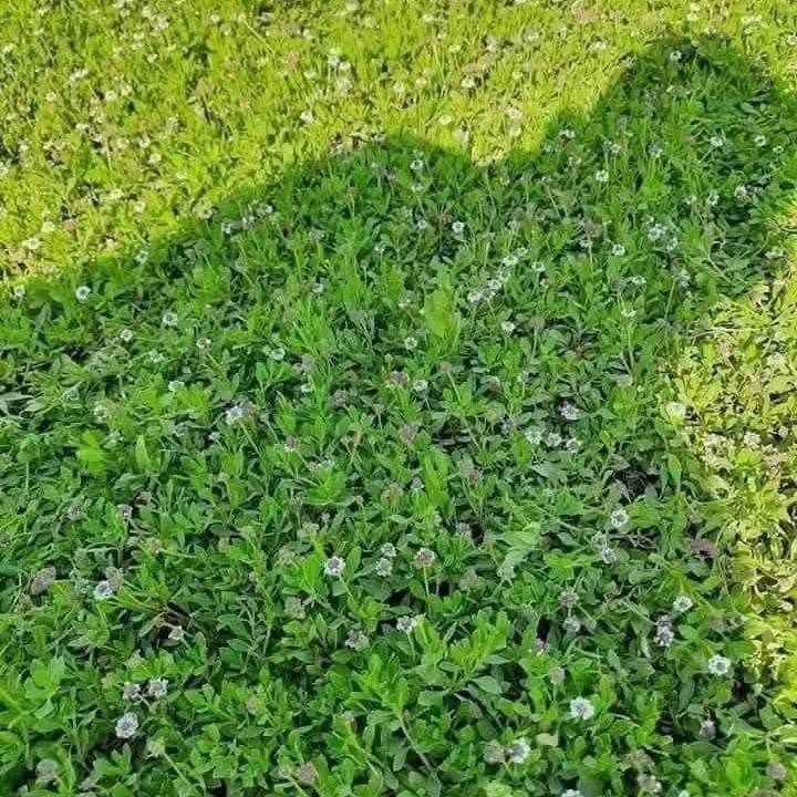 📢 موسم جديد وجودة أعلى بأسعار منافسة
💚 متوفر جميع انواع الثيل الطبيعي
✅ الثيل الامريكي جودة عالية وعمر طويل
✅ الثيل الهندي لون زاهي وتحمل قوي
✅ الثيل الايطالي مظهر انيق وجذاب
✅ الثيل الفرنسي فخامة ولمسة مميزة
🚛 توصيل لباب البيت
🔹 فريق مختص يصل اليك اينما كنت
🔹 تجهيز حدائق ملاعب متنزهات ومشاتل
🔹 توصيل سريع لجميع المحافظات
📌 اسعار تنافسية حسب النوع
📞 للحجز والاستفسار تواصل معنا ```

***********
***********
