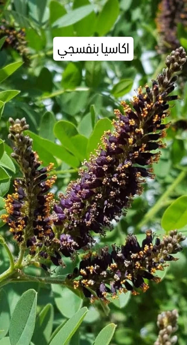 🌿🌸 عرض مميز لمحبي النباتات 🌸🌿
نباتات جميلة ومتنوعة بأحجام وأنواع مختلفة 🌱✨
أسعار مميزة وكمية محدودة ❤️
عنواننا / بابل شارع ٨٠ جهه كربلاء 
🚚 التوصيل متوفر إلى جميع المحافظات العراقية 🇮🇶
📩 للطلب والاستفسار راسلونا على الخاص
واتساب  ***********

نص مكتوب في الصور:
- جهنمي متسلق قطمر
- اكاسيا حمراء
- بونسيانا ملكية حمراء
- بونسيانا حمراء ملكية
- Royal Poinciana (Delonix regia)
- اكاسيا بنفسجي
- متسلق الياسمين الاحمر