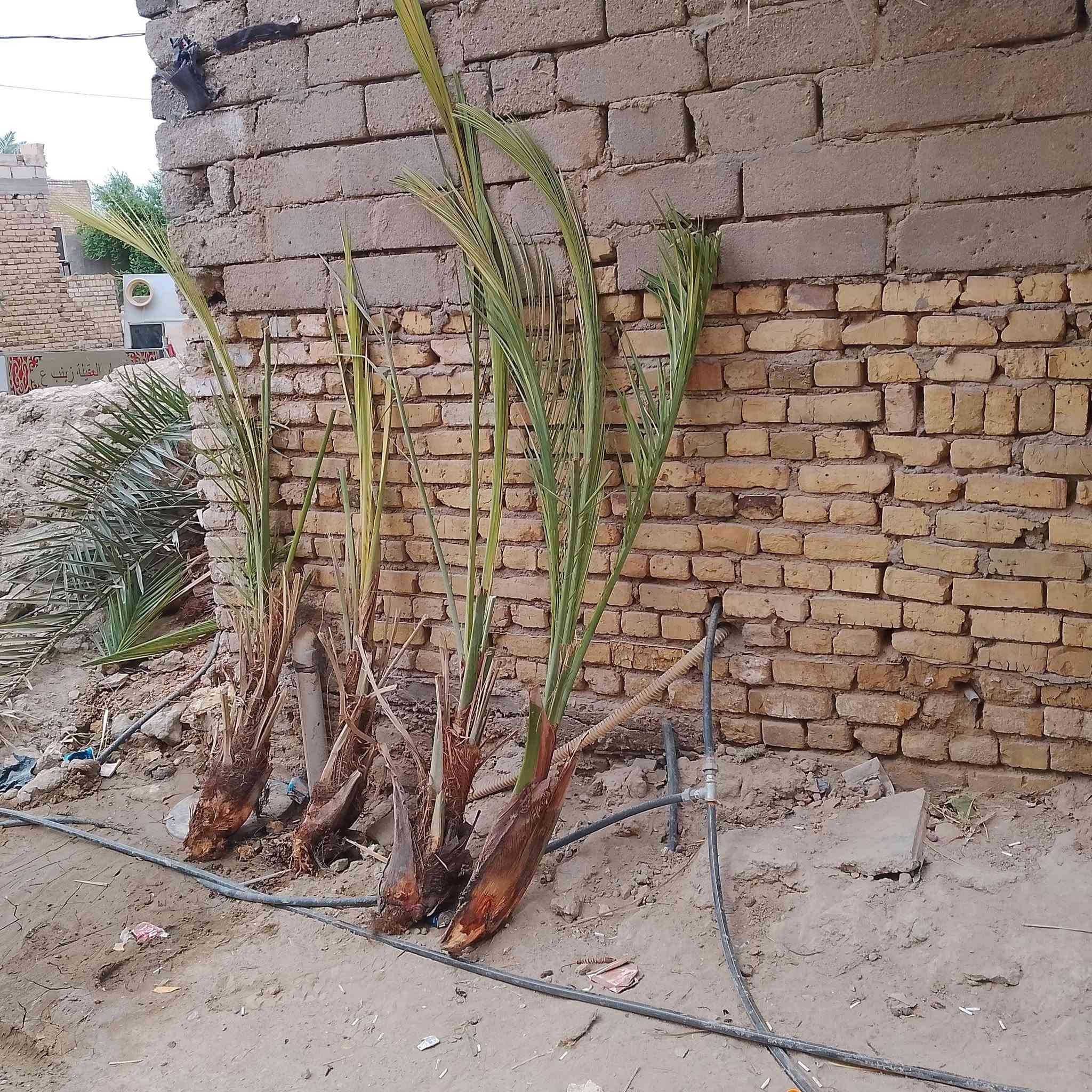 الناصرية • فسائل شويثي • أحمر