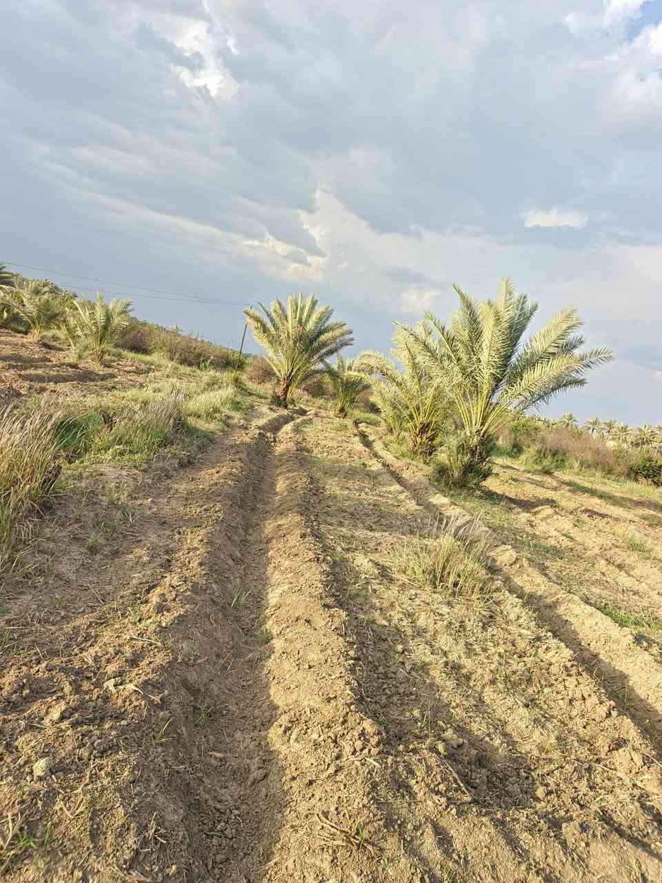 السلام عليكم من رخصة لادمن المحترم يتوفر لدينا أرض بمساحه 2725م سند 25 بأسمي في منطقة الراشديه تبعد عن بوابة بغداد 10 دقائق يوجد فيها نخيل عدد 40 نخله ترهم مزرعه وترهم سكن جاهزه كافة الخدمات يوجد ماء اساله وماء سقي كهرباء تبليط
للاستفسار اكثر اتصل 📲📞 وبيك خير وتدلل ***********
سلام عليكم من رخصة لادمن المحترم يتوفر لدينا أرض بمساحه 2725م سند 25 بأسمي في منطقة الراشديه تبعد عن بوابة بغداد 10 دقائق  ترهم مزرعه وترهم سكن جاهزه كافة الخدمات يوجد ماء اساله وماء سقي كهرباء تبليط يوجد بالقرب منها مزارع عدد 3
السلام عليكم من رخصة لادمن المحترم يتوفر لدينا أرض بمساحه 2725م سند 25 بأسمي في منطقة الراشديه تبعد عن بوابة بغداد 10 دقائق يوجد فيها نخيل عدد 40 نخله ترهم مزرعه وترهم سكن جاهزه كافة الخدمات يوجد ماء اساله وماء سقي كهرباء تبليط
