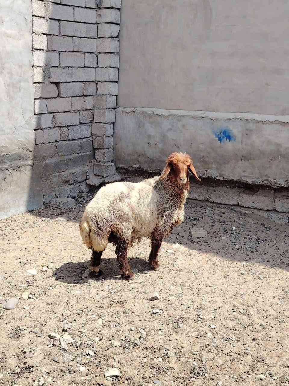 سلام عليكم
متاح دجه للبيع  شرط النصاحه عله كل عيب   المكان  بيجي حي العصري
                 الشراي يخابرني 
زين *********** اسيا ***********
