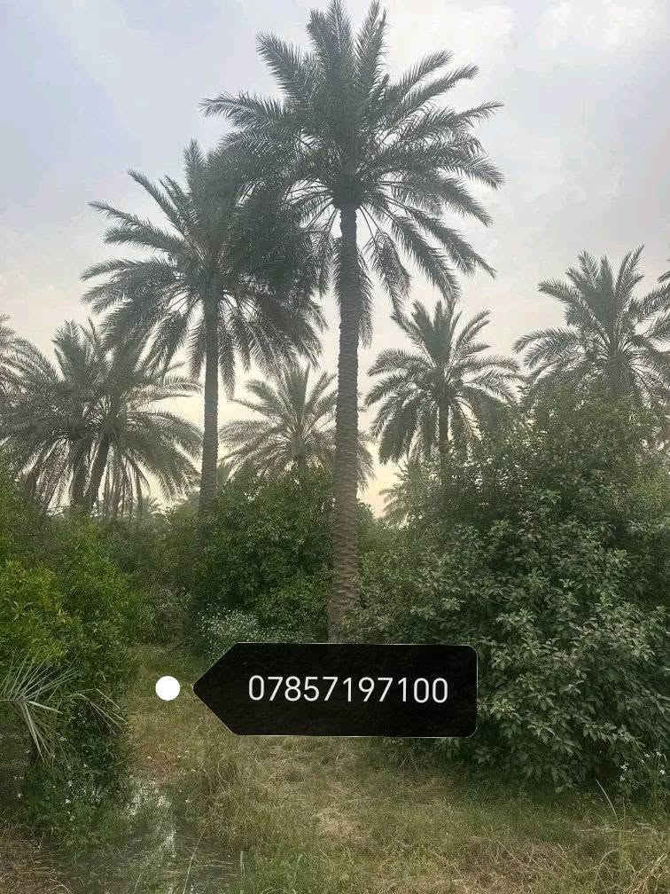 للبيع ملك صرف طابو الكاظمية الثانية دوانم وقطع حسب الطلب متوفر شارع تبليط ماء كهرباء تبعد عن بغداد 20 دقيقة للتواصل ***********

