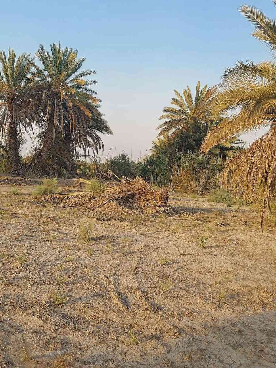 دونم ونص للبيع طابو زراعي سند٢٥
 يصلح للزراعه والسكن ماء سقي ماء اسأله كهرباء ظفيره قريب على شارع التبليط عنوان الحله ورديه سيف سعد شارع المشجر قرب معمل غاز الورديه 

*********** حلة, بابل
