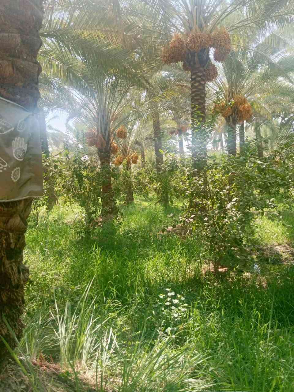 السلام عليكم 14دونم  بستان كامل حمال طابو زراعي سند 25 جميع الحمضيات والنخيل
نهرهن وحيدهن موطورات بيهة عدد2واحد على كهرباء واحد على كاز سعر دونم 45
المكان الصويرة استفسار ***********
