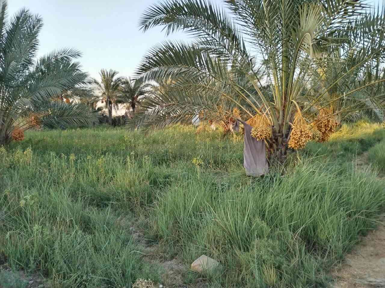 أرض زراعية • ٤ دونم ونص • قرية الرواشد