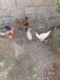 دجاج عرب • ١٢ دجاجة • ٥ أشهر