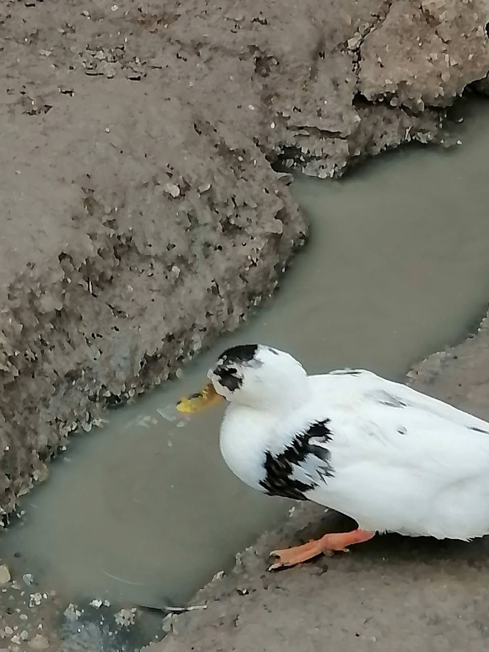 نضاف بيت • عدد ٨