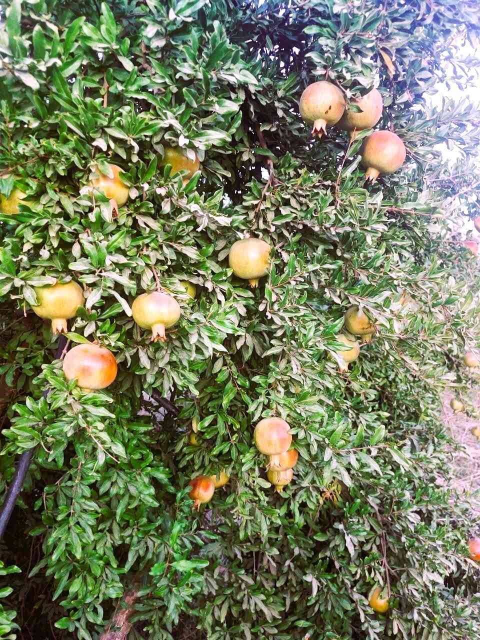 ١.٥ دونم • نهر هيزوب • بئر ٨٤م
