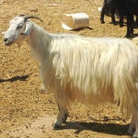 معز • وصل ضمان • دبسه العلم صلاح الدين