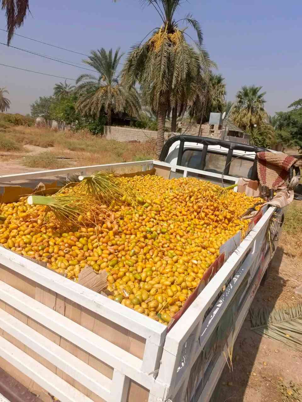 سلام عليكم يوجد تمر خلال علف البيع ***********
***********
