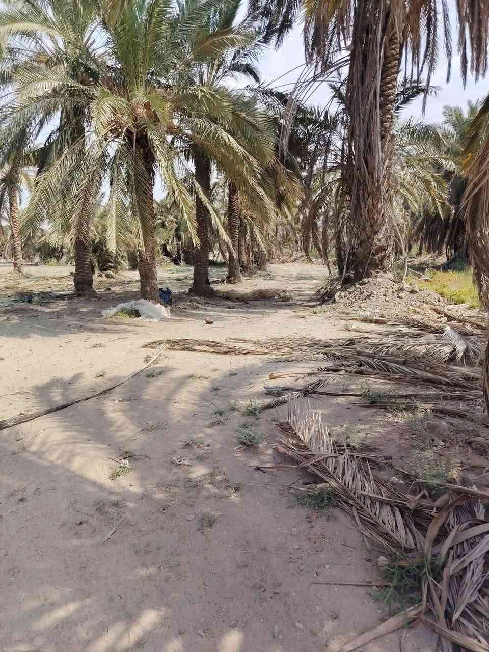 سلام عليكم بستان طابو 25تحويل بل اسم معه بيت 300بنا جديد منطقه المزبانيه على شط ال استفسار على رقم ***********( ***********
