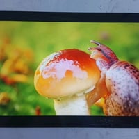 Redmi pad pro|القوي من تشاومي،  ريدمي باد مستعمل بحاله ممتازه فقط كسر ...