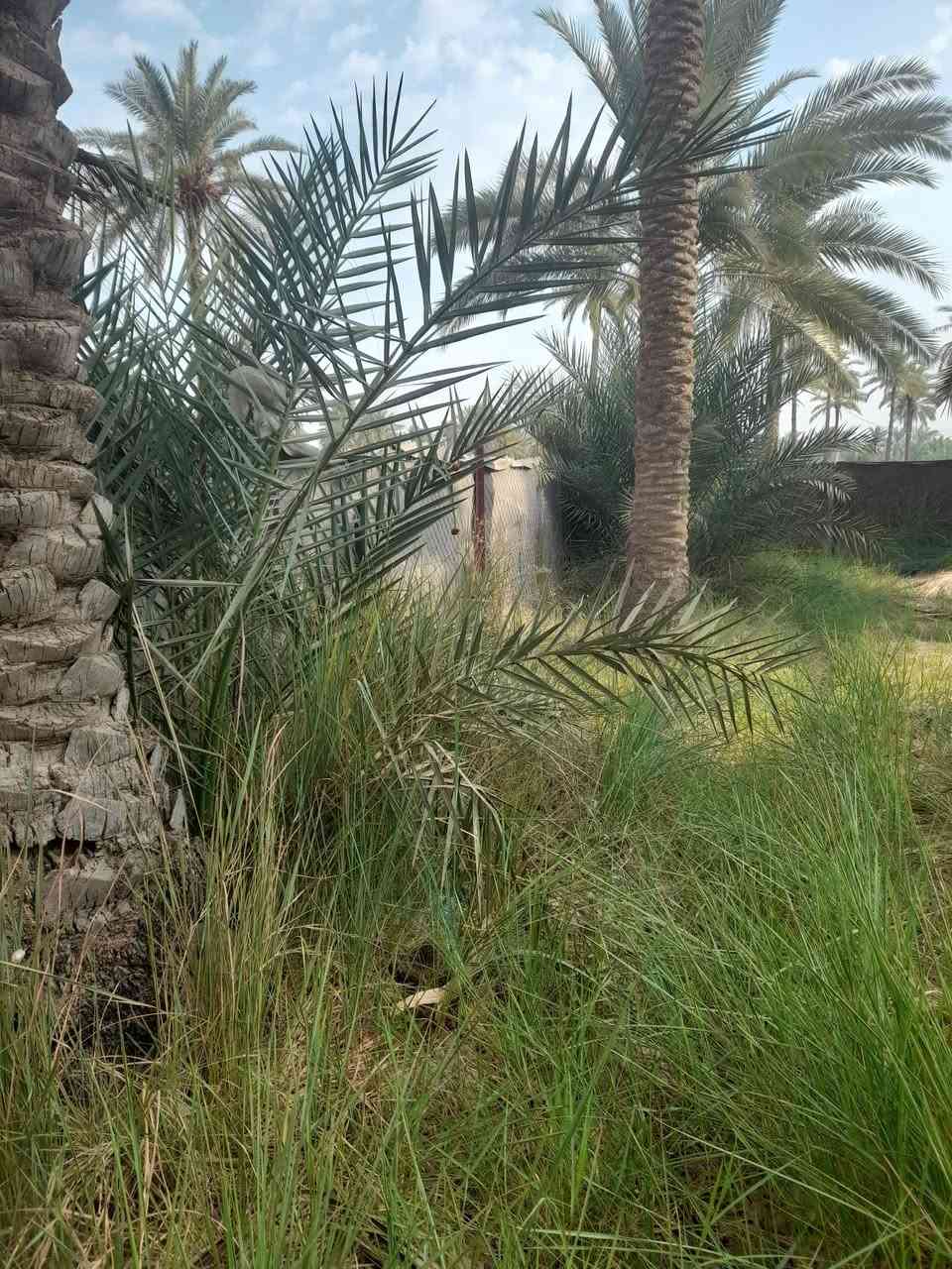 بستان • ٢٩٠٠م • طابو زراعي