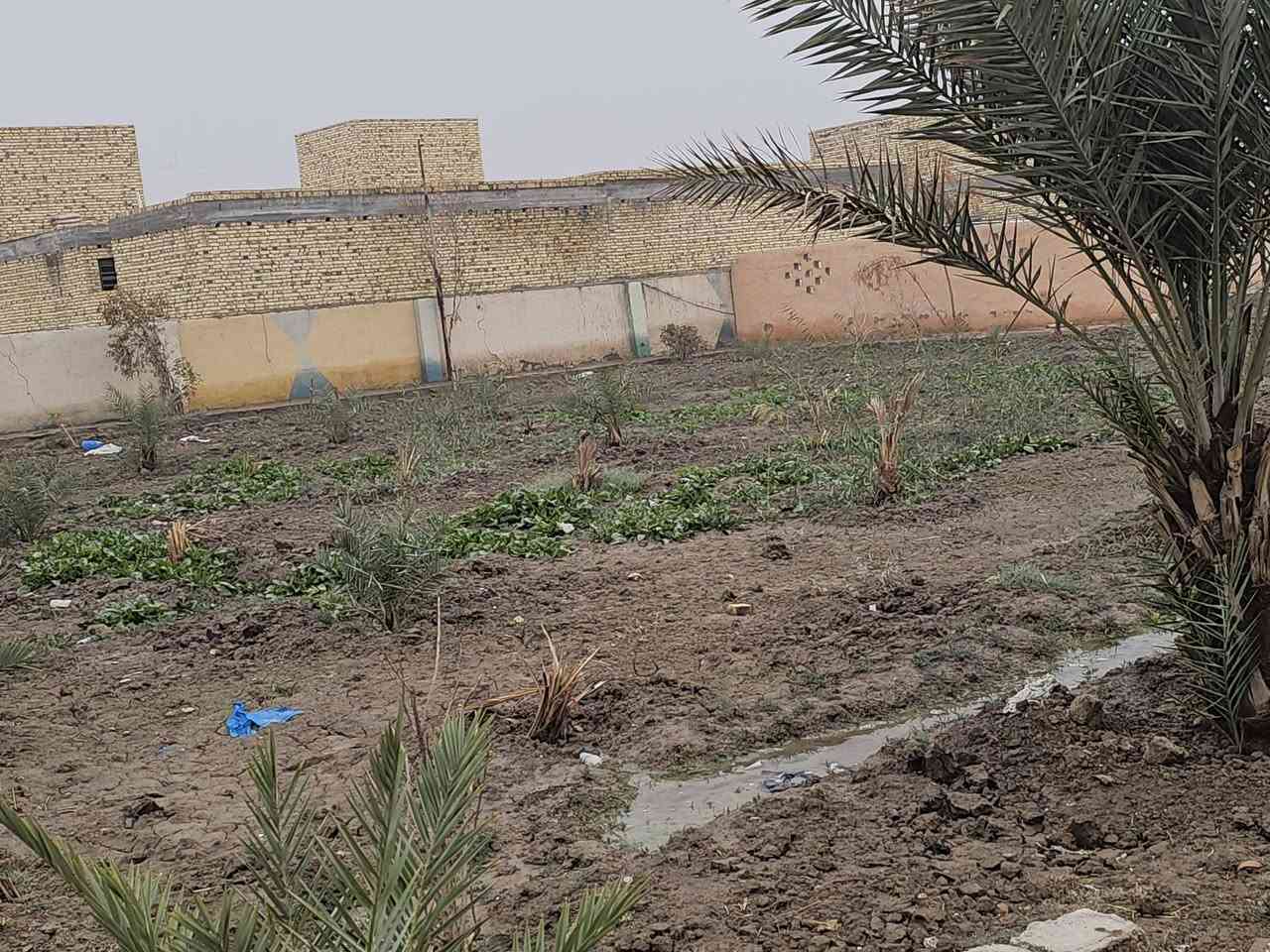 السلام عليكم ورحمة الله وبركاته
معروض لدينا مزرعه. 

مزرعه للبيع الناصريه حي الزهور الخميسات قرب شركة النفط 

  بيها اكثر من ٤٥ نخله. بانواع متعدده. شويثي ومكتوم  وبريم وخضراوي والبقيه ما اعرفهم. 

كما يوجود بيت موثث جاهز للسكن من الماء والكهرباء. ومولد  والمجاري المزرعه مسيجات بناء بلوك  موقع المزرعه ركن. عرض الشارع ١٥ متر. يوجد مدرستين قرب المزرعه 

كما يوجود حوض ماء ٦٥الف لتر. 

هواي تفاصيل ما ذاكرها. تكدر تستفاد منها سياحه

للاستفسار الاتصال ع الرقم. ***********

 او مراجعة  مكتب المدار الذهبي للعقار

ما اذكر السعر بسبب أصحاب  النفس القذره  الشغلته يكسر بحلال العالم
