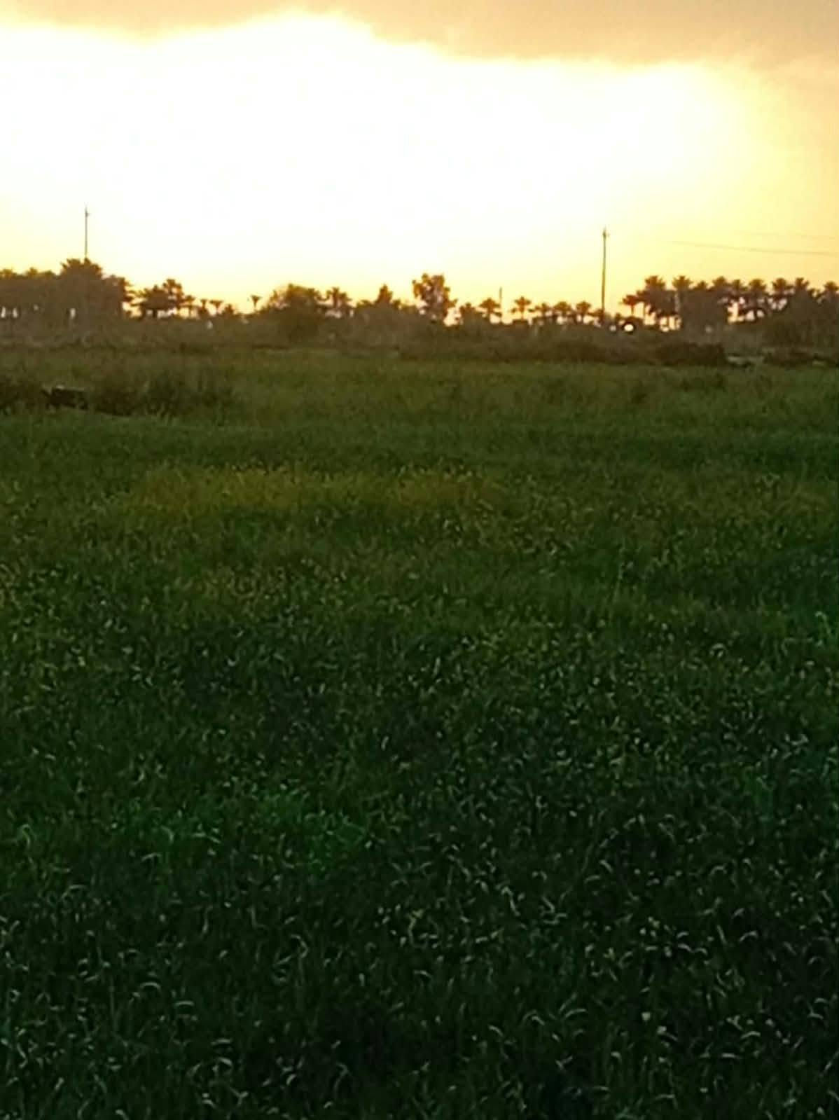 الرحمانية • ٥٧ دونم • ماء سقي