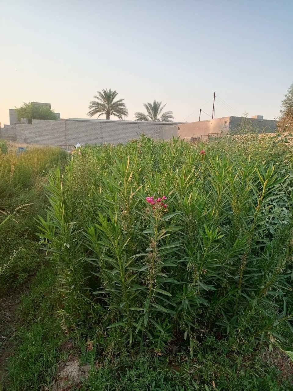 سامراء خط السريع • دفلة • تين