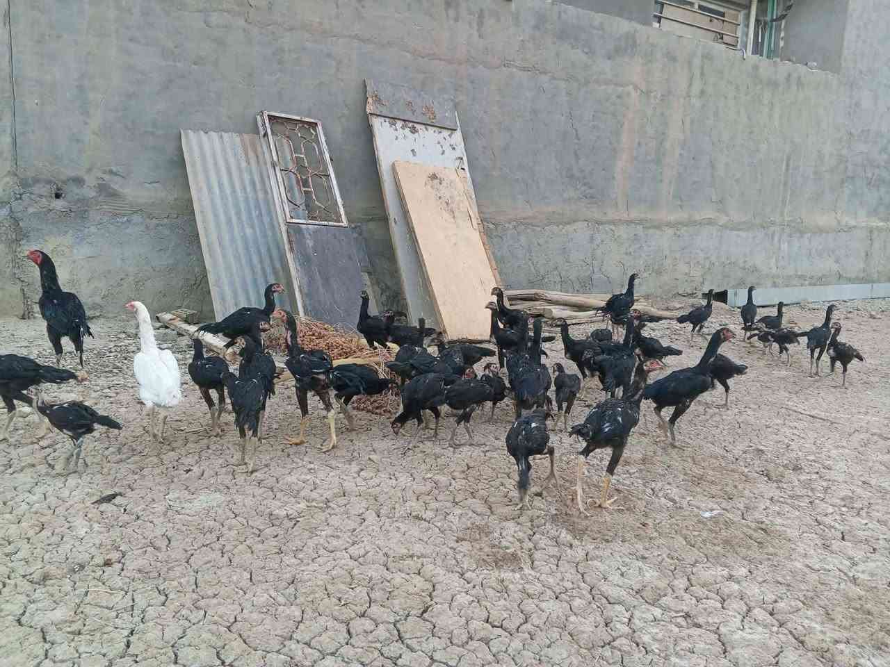 السلام عليكم 
متاح دجاج هراتي فراريج
العدد ٤٠
الاون اسود
ضخمات 
دجاج واحد على واحد
دجاج درجه اولى 

الرقم ***********
العنوان بغداد جسر ديالى تقاطع النهروان
