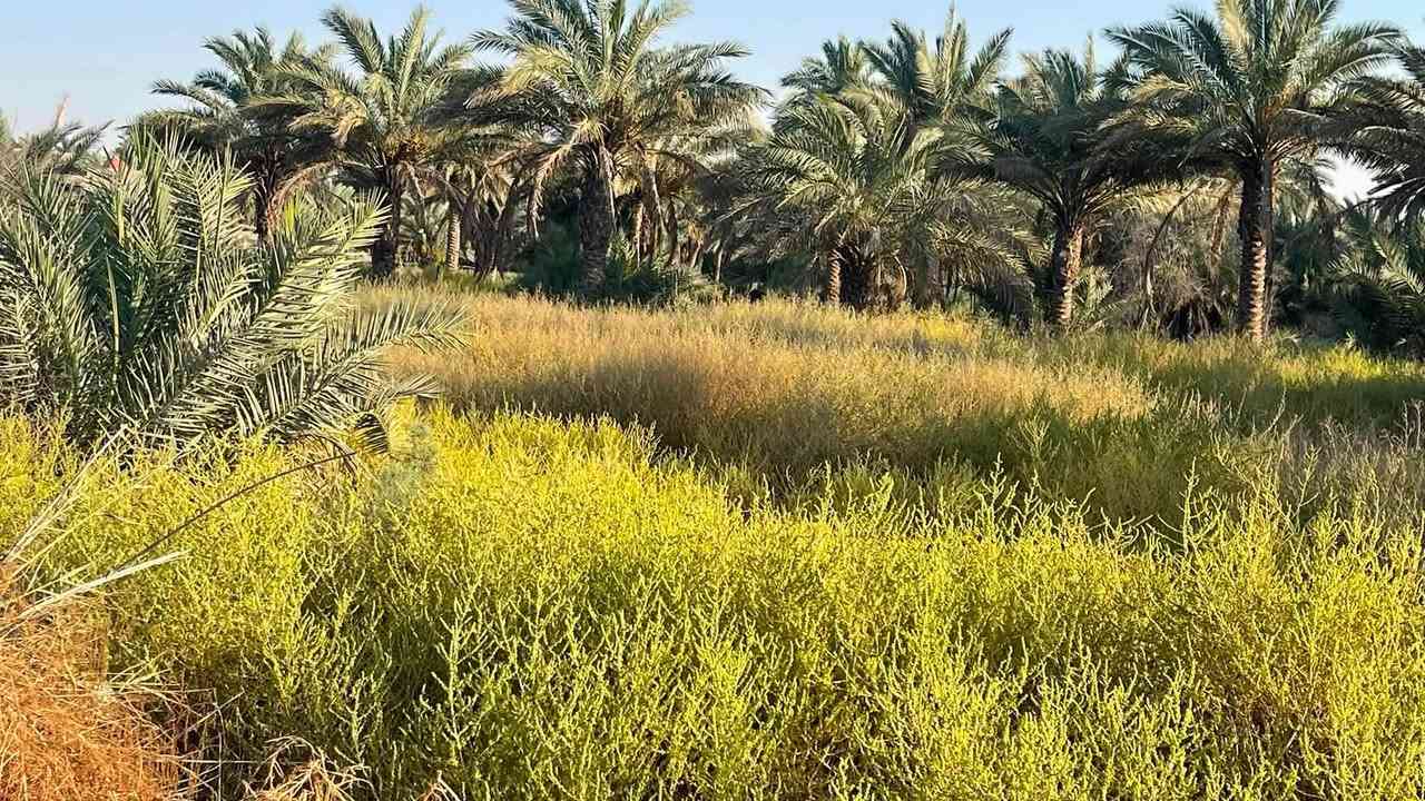 دونم  3للبيع عقد 35في كربلاء ‏منطقة الزبيليه ‏الواجهة100 ‏تبعد عن الشارع 500 متر طريق الرابط الاتصال/*********** /***********
