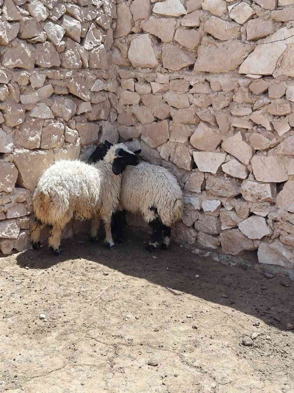 زوج طليان مربوطه جوه علف شعير حنطه خبز شرط يذ تنبشم ترجع شتريد ترهم كصابه فحل كلشي ترهم خشنه وسمن حلوات شرط نصاح سعر خاص مكان بروانه سنجك يوجد توصيل حسب لاتفاق ***********
