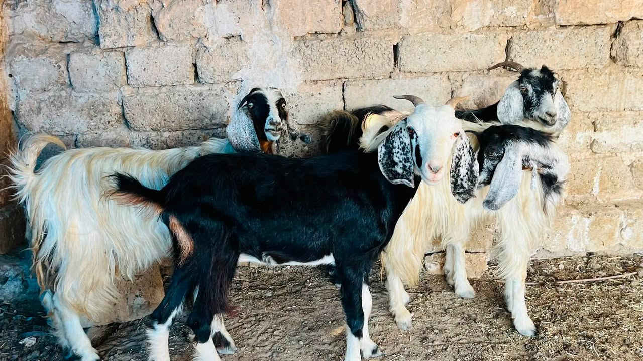 5 اعنوز + جدي افغاني كلهن عشر ما شاءالله بعدهن بيهن اول بطن وبيهن ثاني وثالث
سعر العنز 210 قفل وسعر الجدي 265
المكان العلم سمره لا يوجد توصيل
***********
