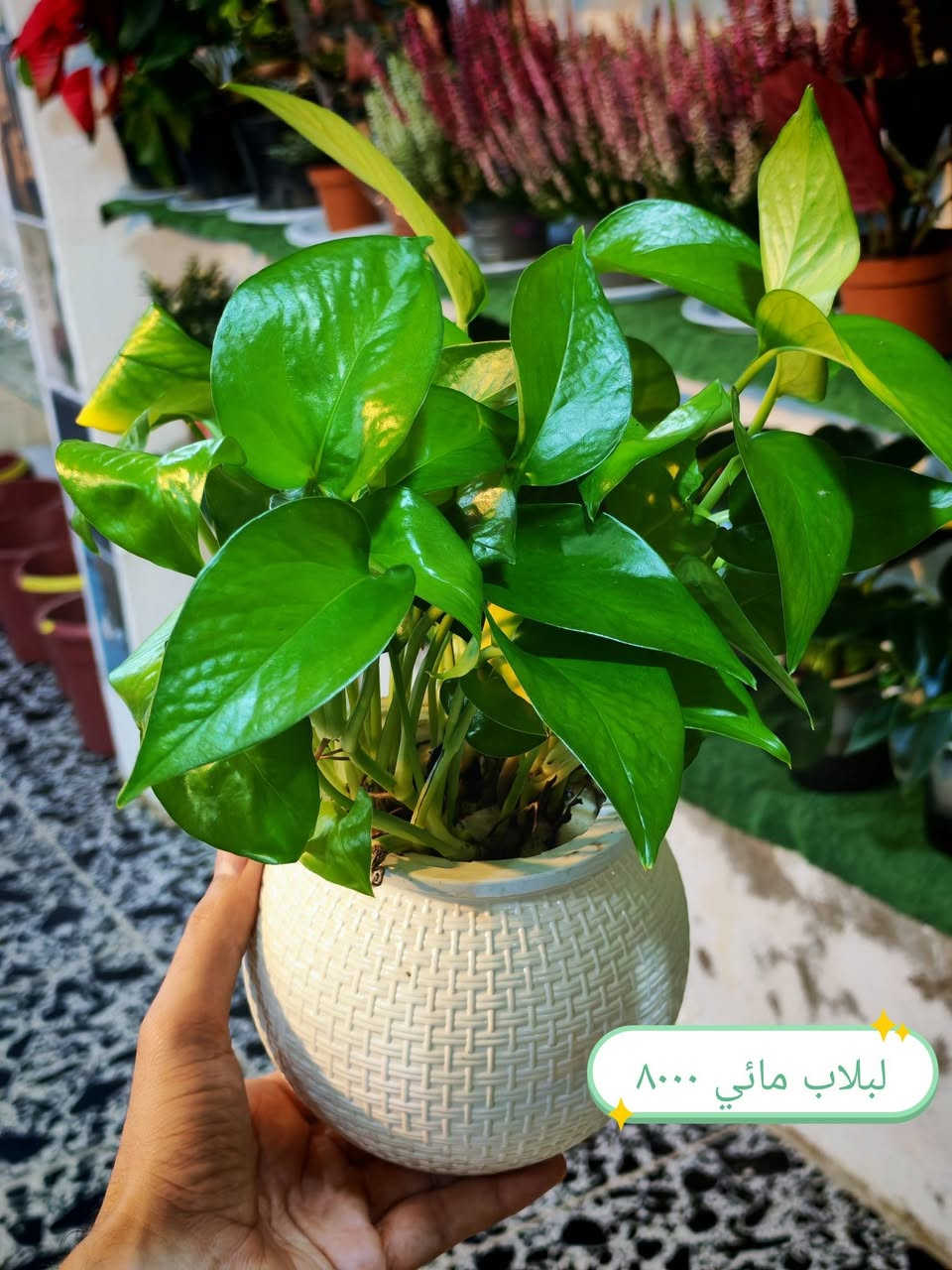 على بركة الله تم وصول ضليات زراعه مائيه وبتموس نباتات هولنديه والمائي صيني كلها حلوه وشغلات جديده الاسعار كلها عالصور ❤

العنوان هيت حي الجمعية شارع حامي حميد🌹
