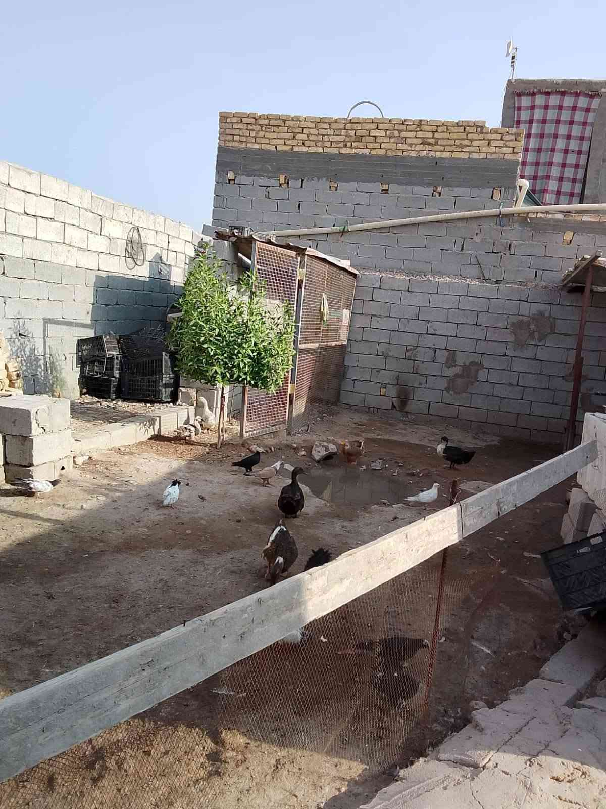 براكية الكوفة • ٣٢٠م • طابو زراعي