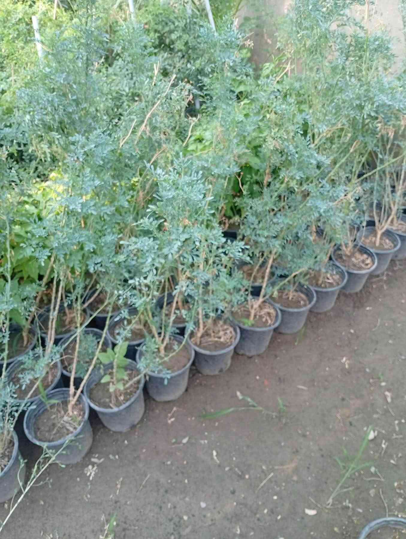 وصل خارجي و داخلي 
وهل مره ويا ورود وعطر يجننن الي تاخذ تزرع ترجع تاخذ بعد 
هل يوم وصل 
عنوانا حي معلمين مقابيل ماركت حي معلمين قرب جامع الفتح
اسم محل يوسف الهرمزي 🌹
حجز من خاص 
ومن واتس اب *********** كركوك, العراق
