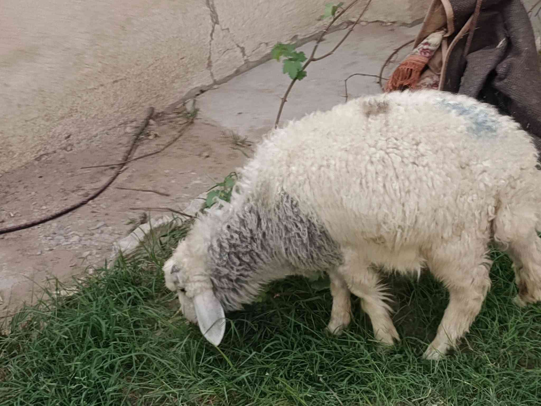 طلي فاخر • نذر • بيجي