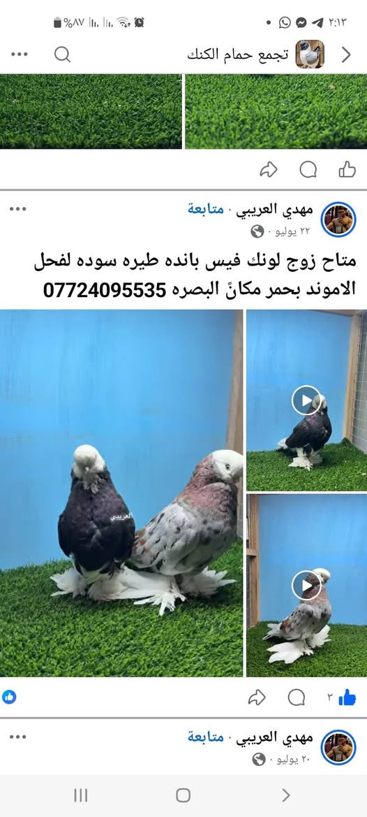 السلام عليكم نباتات داخليه و خارجيه الحب يوصي مراسلة الرقم  *********** بأسعار مناسبه الرقم بيه واتس اب@@
