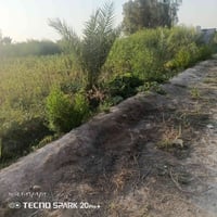 متوفر 2 دونم طابو زراعي سند 25 طابو الكاظميه  يباع دونم او ثنين ماكو م...