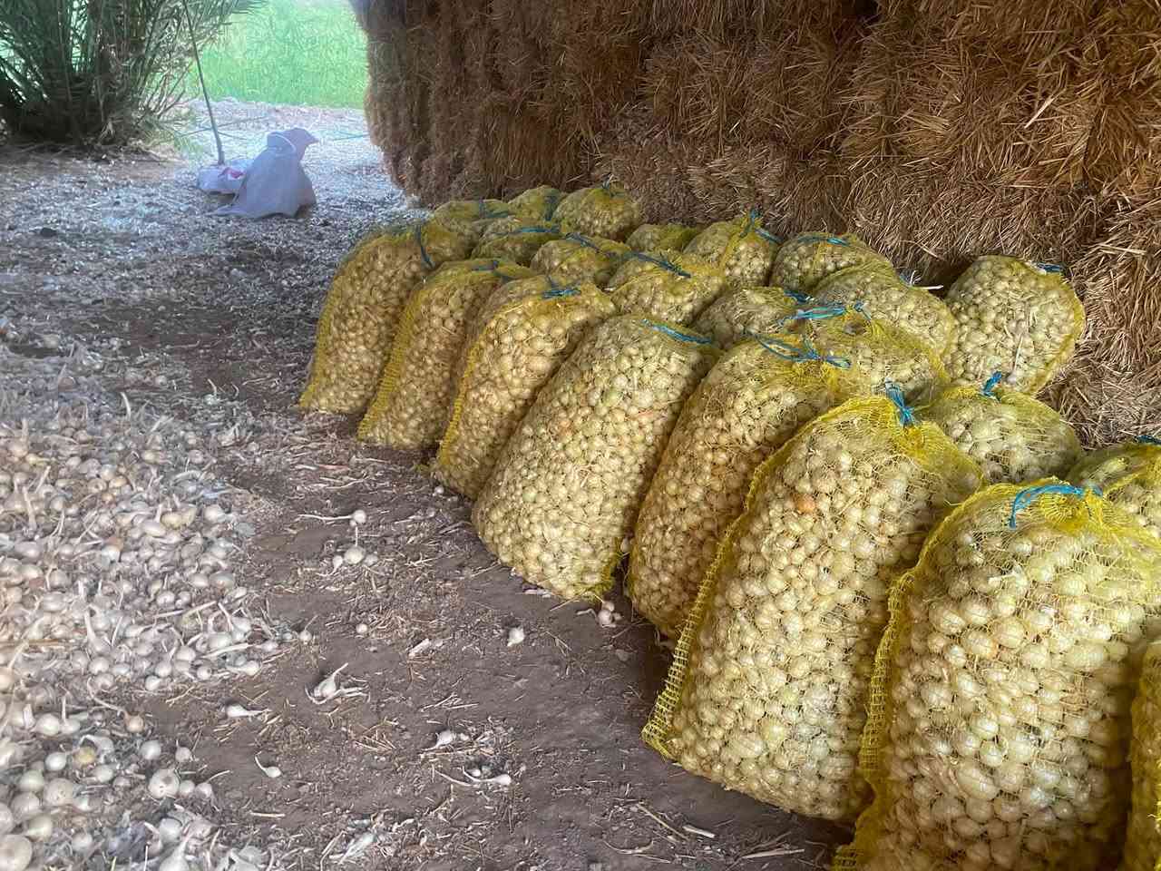 بصل درجة أولى عريب للبيع 
مكفول راس و ورگ إنتاجية فول 
من يرغب يتصل ***********
