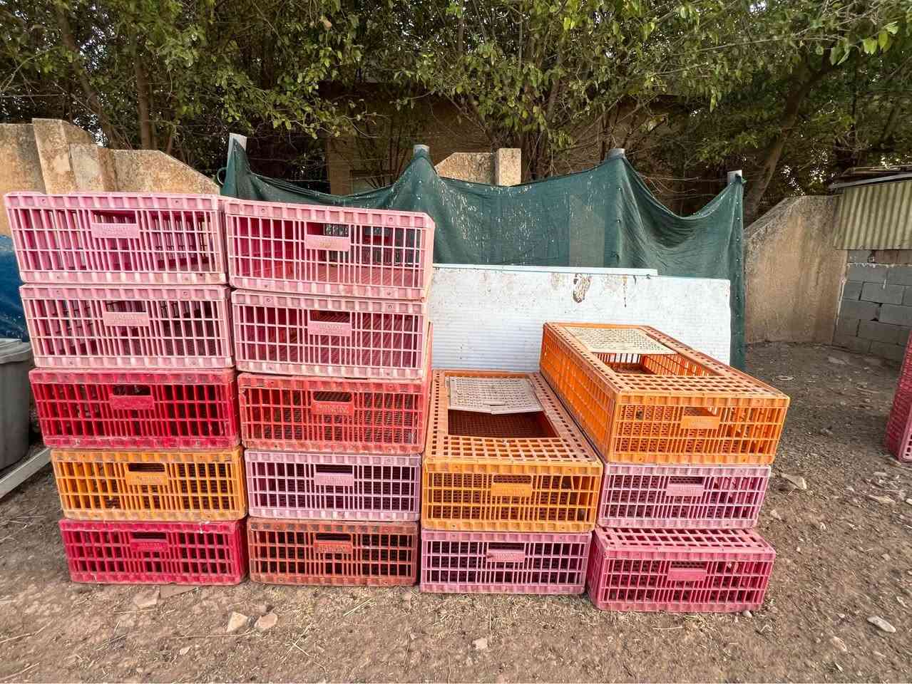 قەفەزی مریشک بۆ فرۆشتن
ژمارە: ٥٠ دانە
تایبەتمەندی: لۆک و خاوێن، ھیچ شکاویێکی تیا نییە، ھەمووی مەزبووت و بەھێزن.
شوێن: ناحیەی سەنگاو /
نرخ: ٣٠  جوتی ھەزار دینار (مەعمەلەیەکی کەمی تێدایە بۆ سەردانیکار).
تێبینی: بۆ پەیوەندی کردن و پرسیارکردن تکایە نامە بنێرن یان پەیوەندی بکەن.***********
*********** شمشمل, السليمانية

