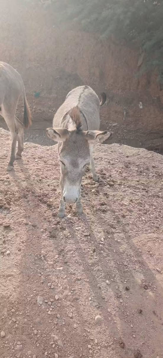زمال