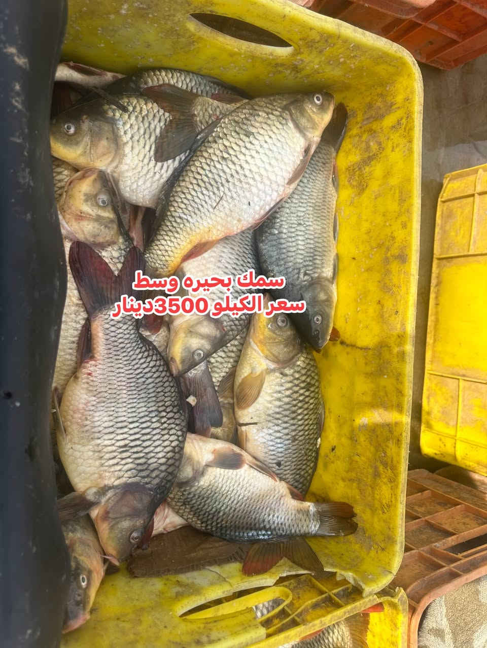 سمك بحيره • خشن • توصيل وتنظيف