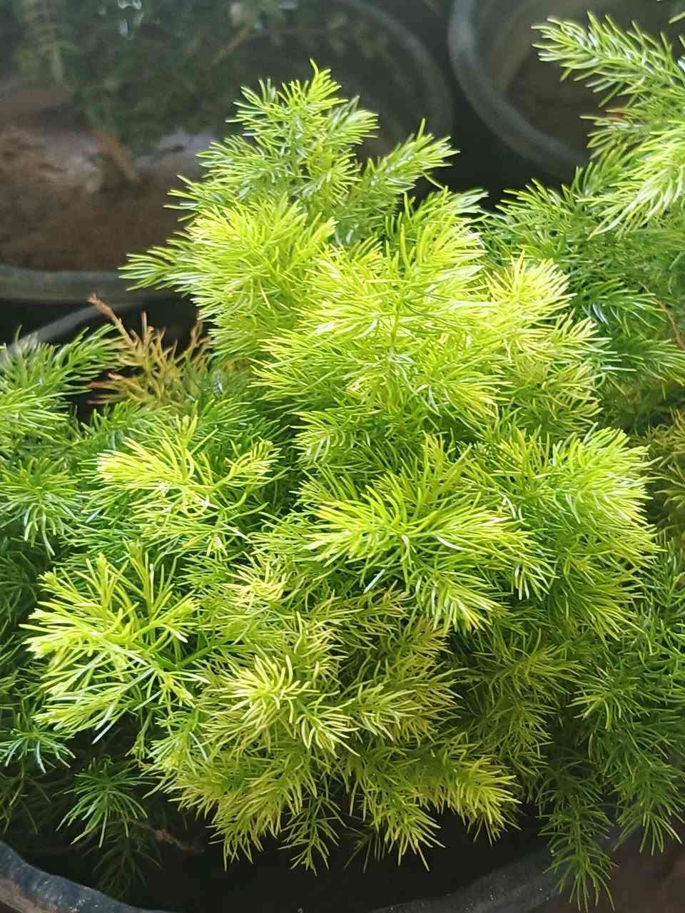 نبات (الهليون الخشن) أو ما يُعرف بـ (الإسبرجس الناعم) (Asparagus setaceus) أو أشبه بالسرخس

نبات من النباتات تلظلية الخارجية اي يعني تحت الظل  وليست داخلية 

السعر:2,000 دينار عراقي 🇮🇶 

توصيل لكافة انحاء المجمع والعامرية 🚗 

للطلب والاستفسار ⬅️ خاص 

واتساب ⬅️ ***********

تكدرون تزرونا على موقعنا 🌐 

الانبار ـ عامرية الفلوجة مجمع الاخاء السكني (سوق السنتر) .
